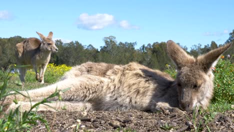 un canguro bebé se tumba a descansar en un campo lleno de flores amarillas, mientras que al fondo un canguro mayor come hierba