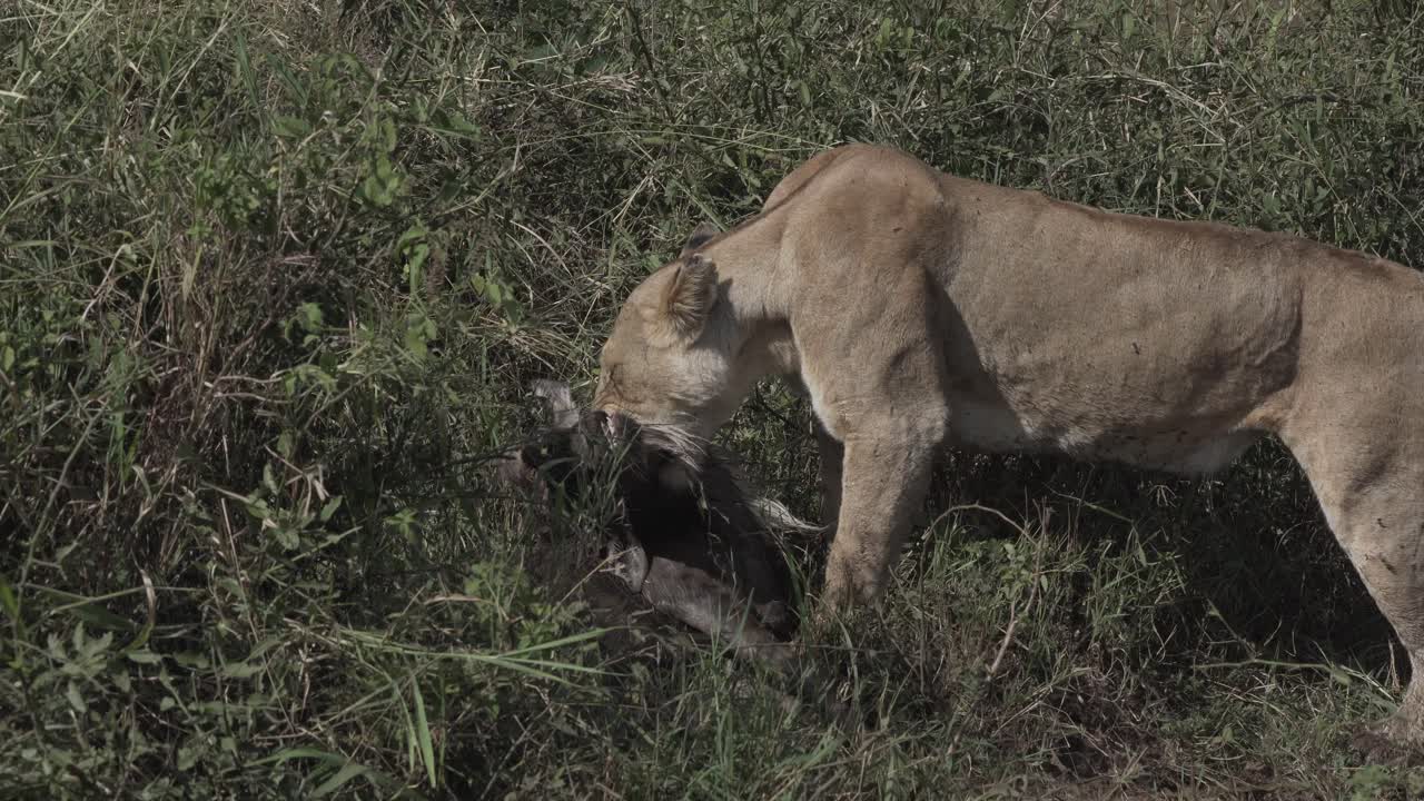 Leone con preda di gnu, Masai Mara, Kenya, Africa.