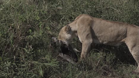 lion with wildebeest kill, masai mara, kenya, africa