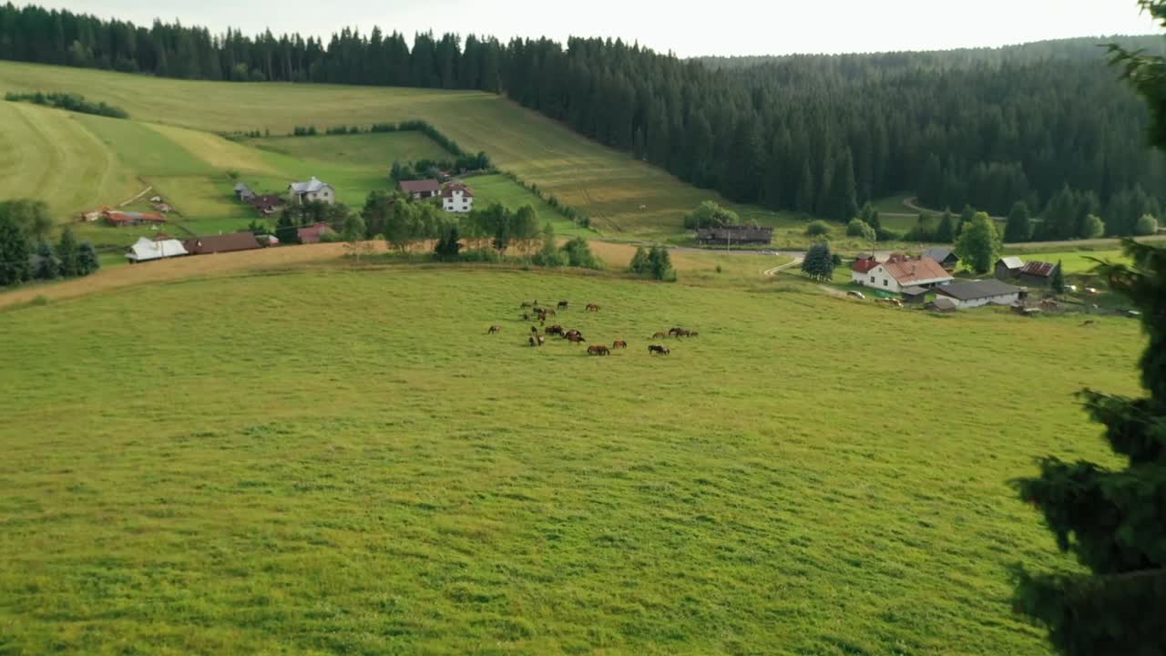 Ripresa con drone di cavalli neri e marroni che pascolano liberamente vicino a una foresta.