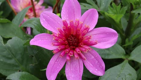 bright pink garden flower covered in water droplets from a rain shower