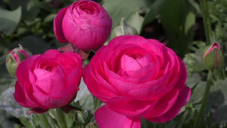 pink persian buttercup flower (ranunculus asiaticus)