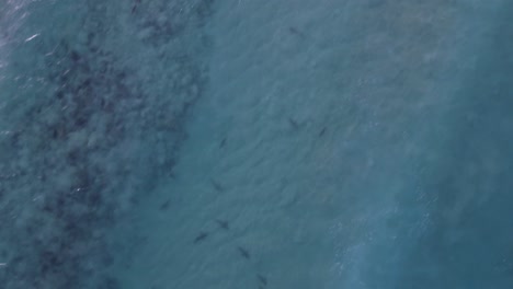 aerial view of sharks in transparent water, waves moving over the sea - high angle, drone shot