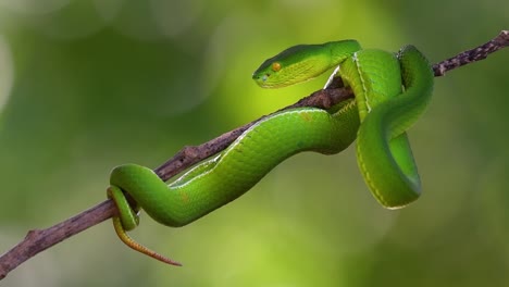 The-White-lipped-Pit-Viper-is-a-venomous-pit-viper-endemic-to-Southeast-Asia-and-is-often-found-during-the-night-waiting-on-a-branch-or-limb-of-a-tree-near-a-body-of-water-with-plenty-of-food-items