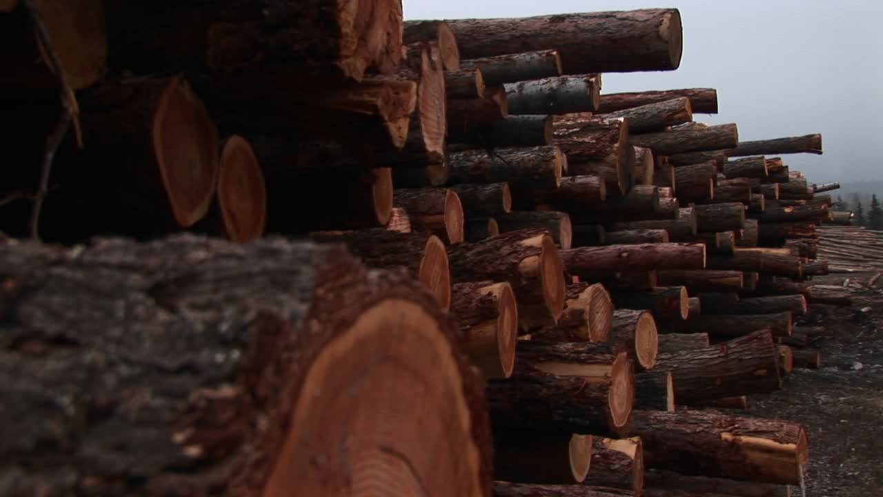 la cámara se desplaza hacia abajo para obtener un primer plano extremo de un tronco en una pila de madera recién cortada