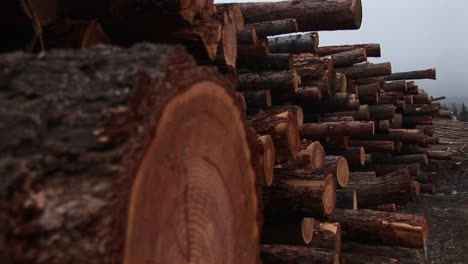 the camera pans down for extreme closeup of one log in a stack of newly cut timber