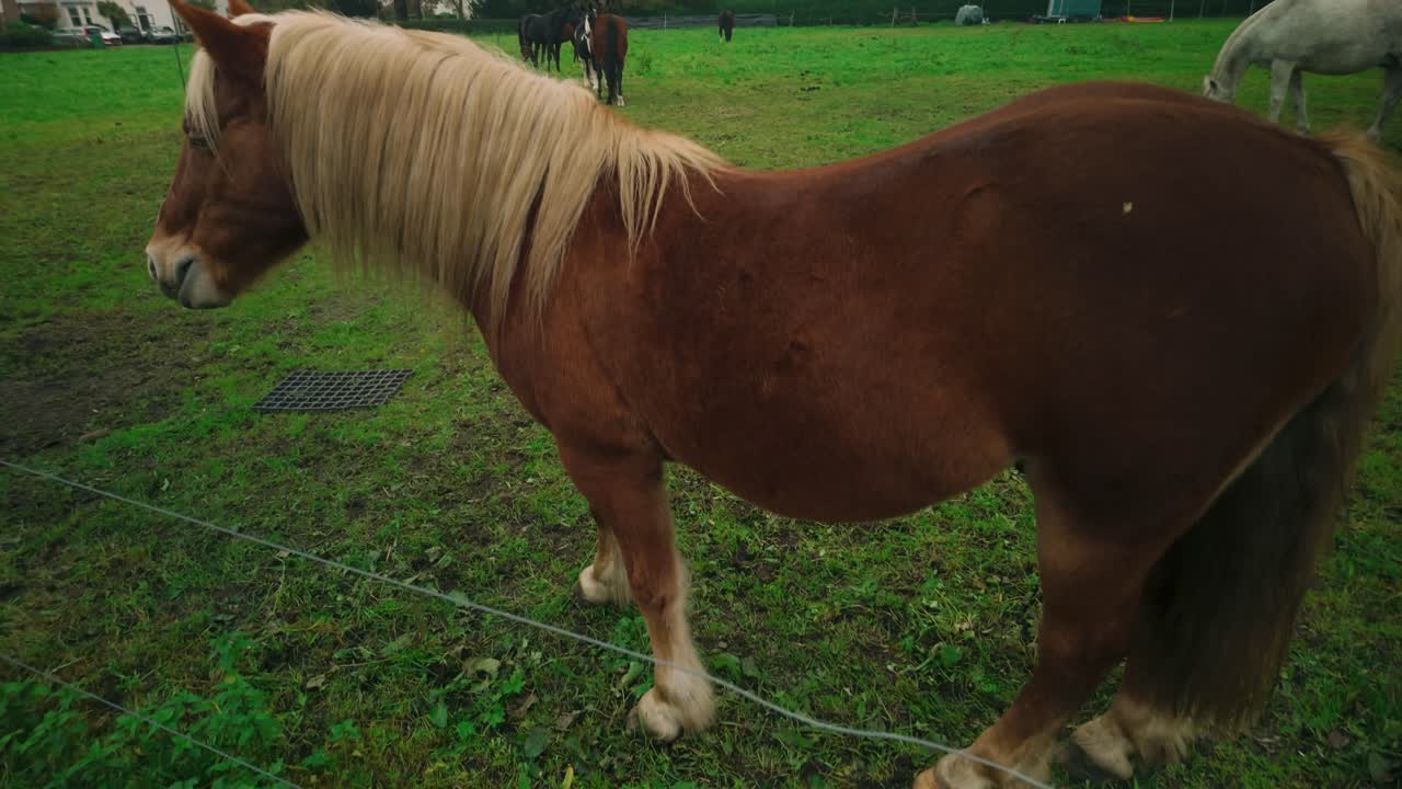 Brown horse with a golden mane grazes in a green countryside pasture. Surrounding trees, distant houses, and other horses add depth to the serene rural scene. Location: Amsterdam, Nederland