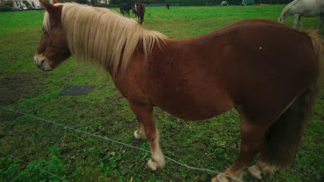 brown horse with a golden mane grazes in a green countryside pasture. surrounding trees, distant houses, and other horses add depth to the serene rural scene. location: amsterdam, nederland