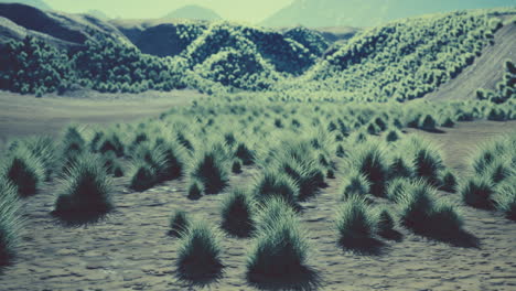 Bush-in-semi-desert-large-wasteland