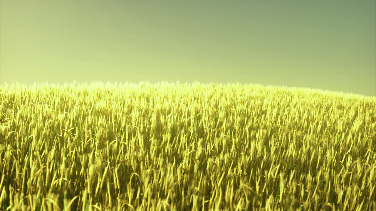 Golden wheat field swaying under the bright sunlight during summer