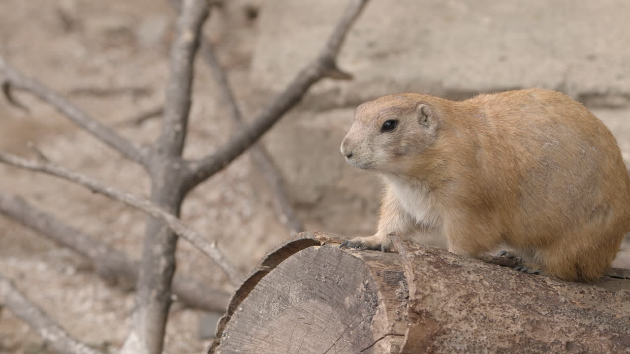 Cute Black-tailed Prairie Dog Rodent Walking Over Timber Log