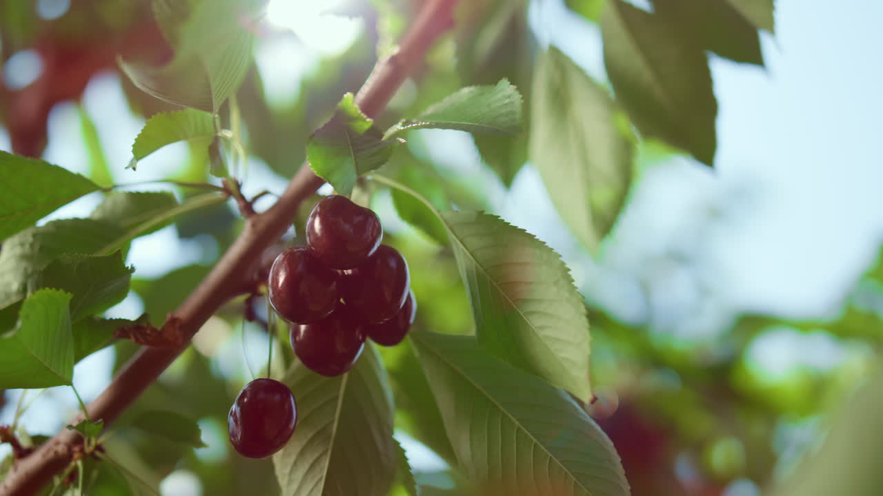 árbol de cerezo rojo fresco que crece en la granja verde natural día soleado de verano de cerca