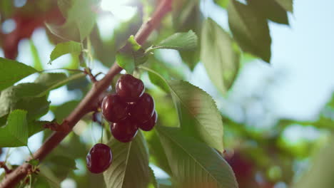 Frischer-Roter-Kirschbaum-Wächst-In-Natürlicher-Grüner-Farm,-Sonniger-Sommertag,-Nahaufnahme
