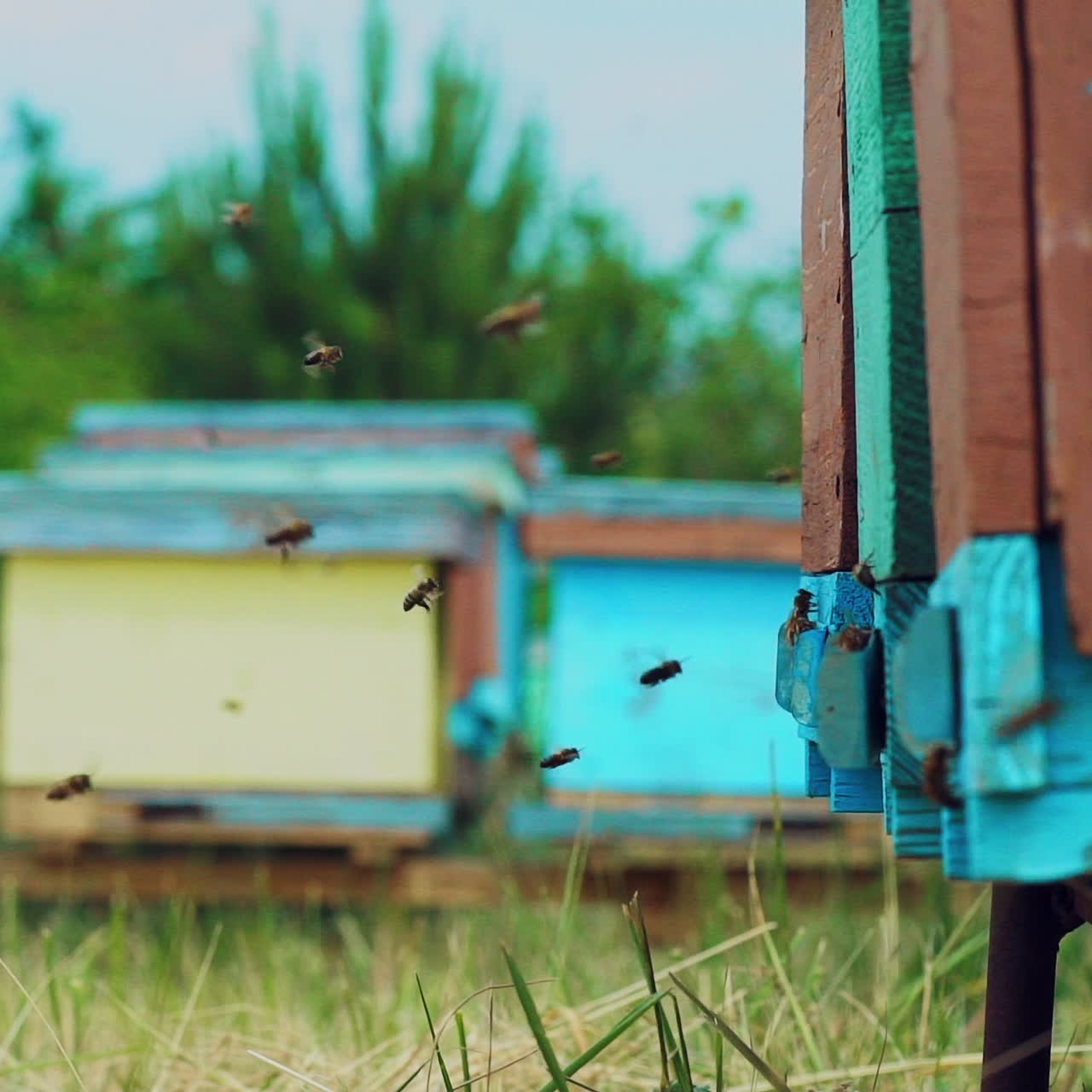 Slow motion of Honey Bee flying around Beehive with blurred background