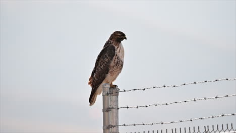 hunter's gaze: red-tailed hawk scans from metal perch