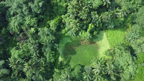 aerial view shot of vast green forest