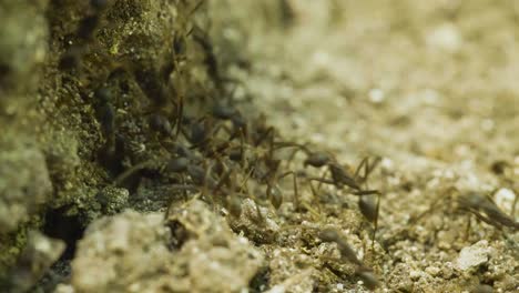 Ant-colony-moving-as-a-unit