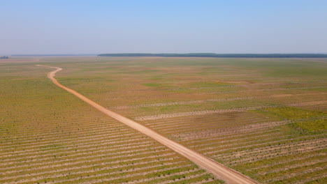 a panoramic aerial view of a reforestation field in argentina, showcasing the lush green bonus of newly planted trees, contributing to carbon capture and environmental sustainability