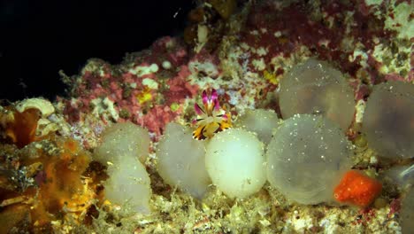 Eclosión-Extravagante-Sepia-Estrecho-De-Lembeh