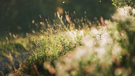 Una-Hermosa-Toma-De-Primer-Plano-De-Un-Prado-Iluminado-Por-El-Sol-Lleno-De-Flores-Silvestres-E-Insectos.