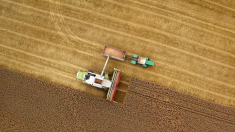 harvesting machinery work on field. combine pouring ripe wheat grains into tractor. crop season. top aerial view. circling shot.