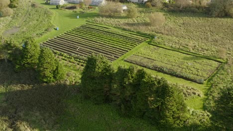 aerial ascending shot reveals a community garden with crop fields and polytunnels