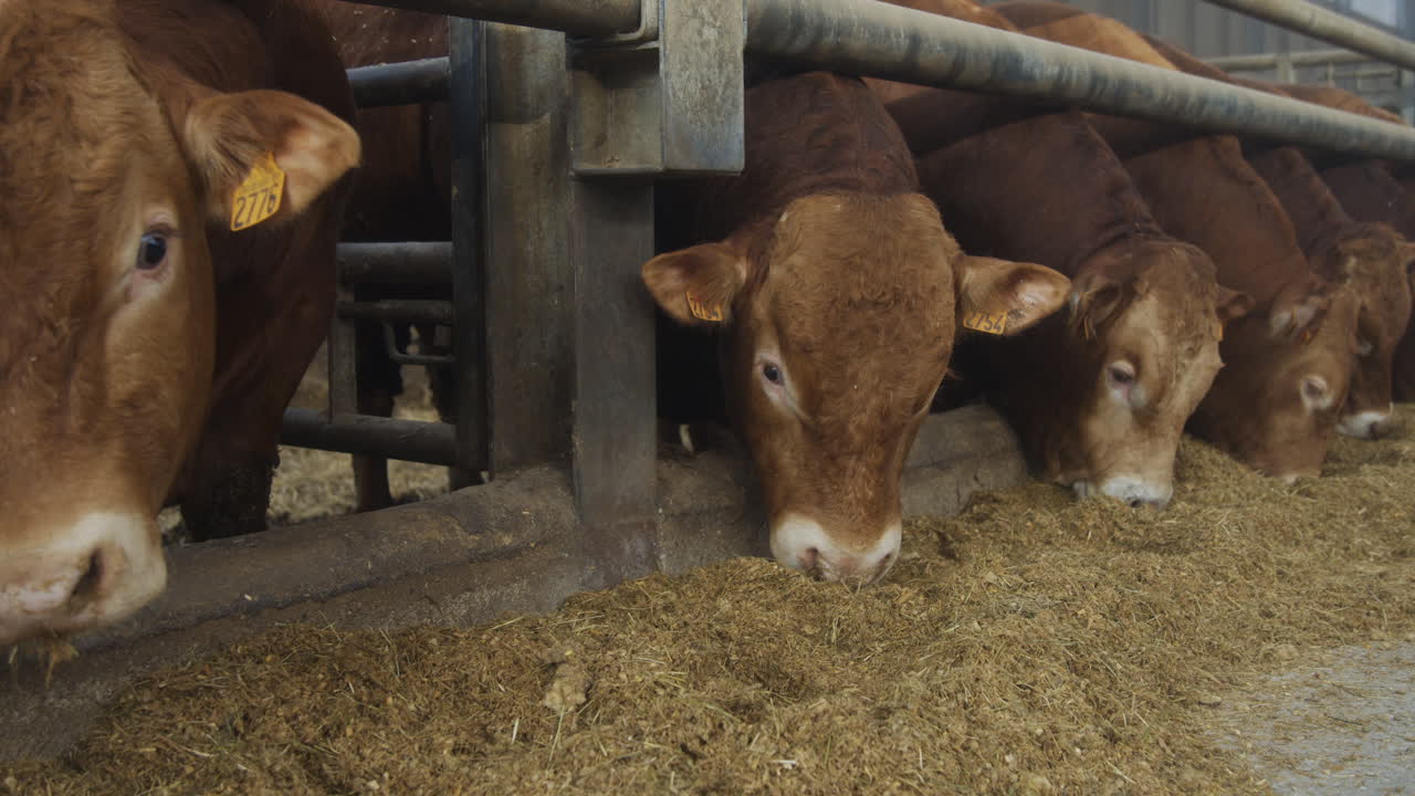 A row of bulls eating animal feed