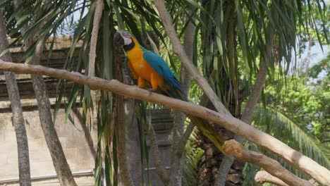 Single-Ara-ararauna-parrot-perched-on-a-branch-against-a-backdrop-of-green-trees