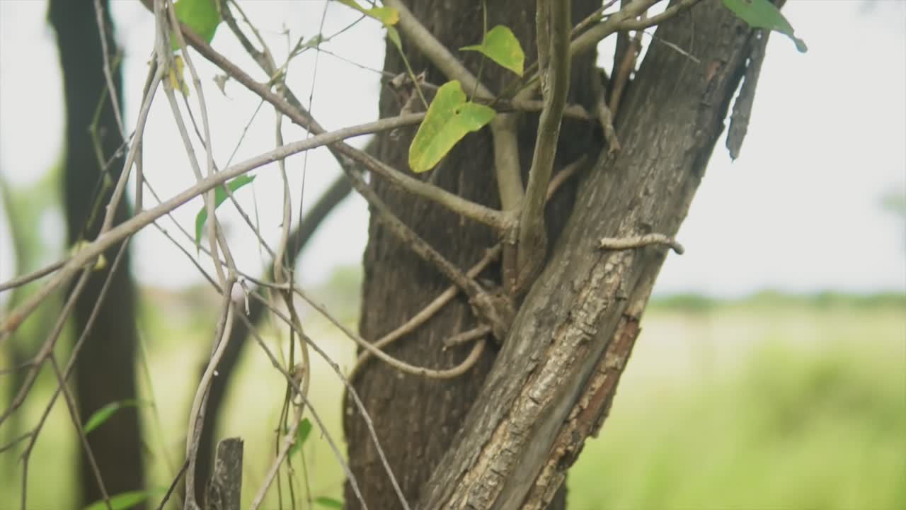 나무 줄기와 자연이 조화롭게 번성하는 생태를 따라가는 클로즈업 샷, 인도