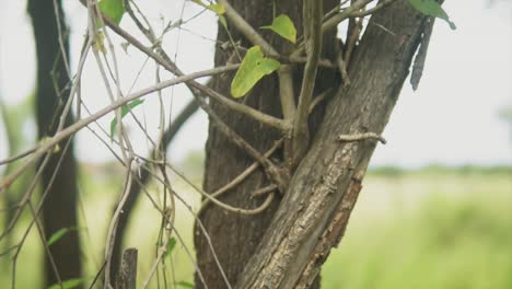 a close up shot following up the trunk of a tree and the ecology in which nature thrives in harmony, india