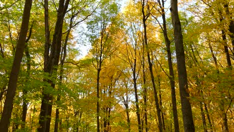 Altos-árboles-Forestales-Balanceándose-Con-El-Viento-En-El-Este-De-Canadá-Durante-La-Temporada-De-Otoño---Disparo-Inclinado-Hacia-Arriba