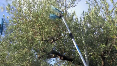 Olive-Harvesting-with-electric-rake