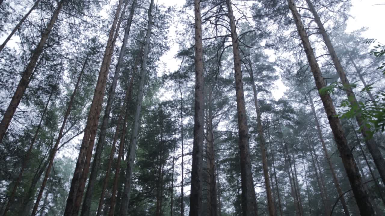Sumuinen metsän latvus