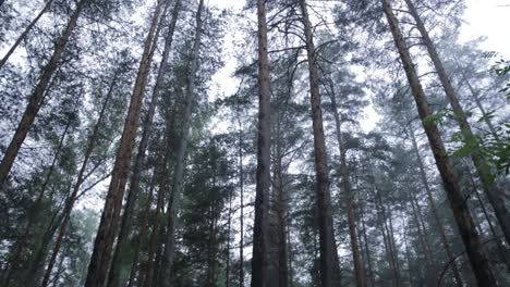 misty forest canopy