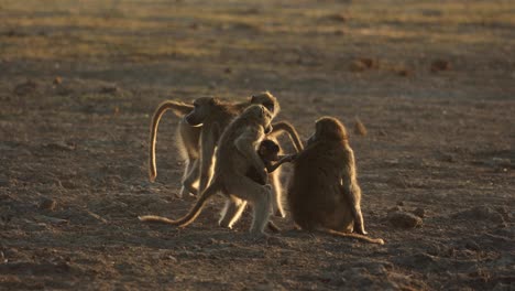 Familia-De-Babuinos-Jugando-En-La-Luz-Lateral-De-La-Mañana-En-Una-Sartén-Polvorienta,-Khwai-Botswana