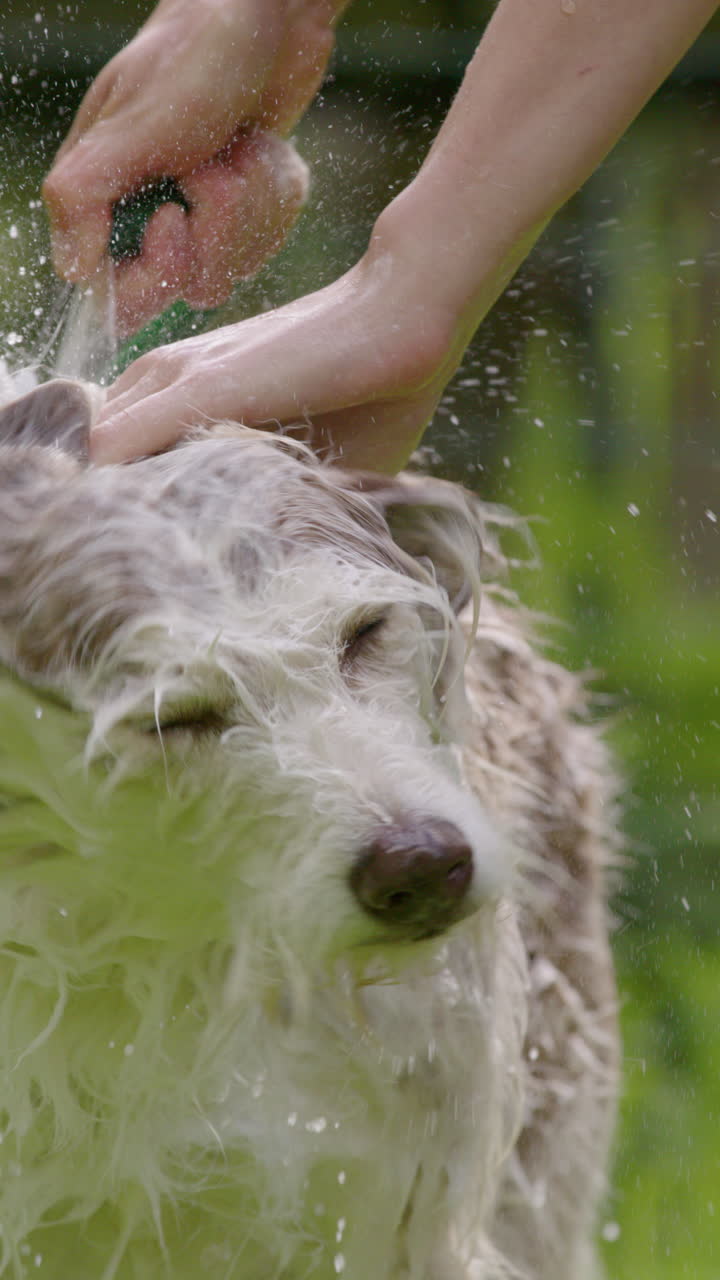 Vertical shot of washing family husky collie dog as it shakes off water, slomo
