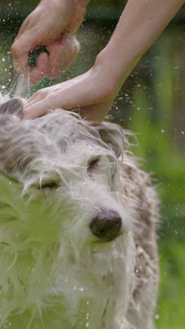 vertical shot of washing family husky collie dog as it shakes off water, slomo