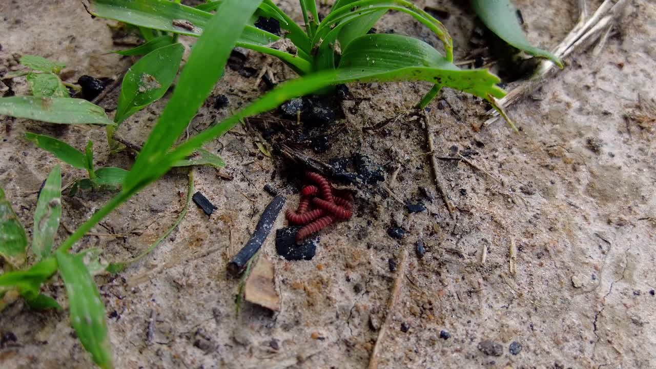 disparo ascendente de mano de un hermoso bebé ciempiés rojo salvaje mientras se esconde a la sombra de la hierba en la naturaleza