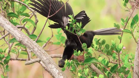 pájaro anhinga strecthing en rama de árbol en cámara lenta