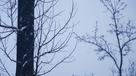 Schnee,-Der-Im-Winter-In-Zeitlupe-Von-Den-Bäumen-Fällt