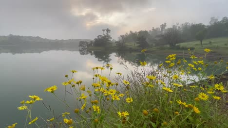 Wild-landscape-with-lake-and-yellow-flowers-in-foreground