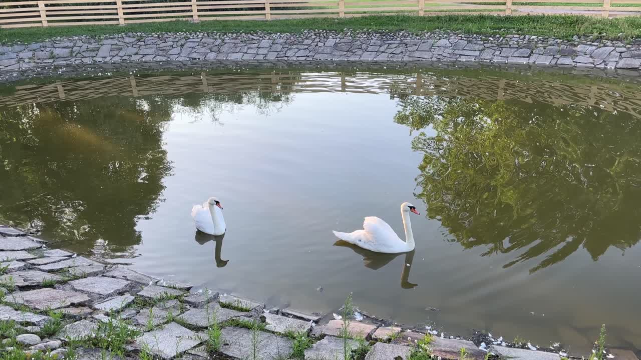 Two swans swim in the city park pond
