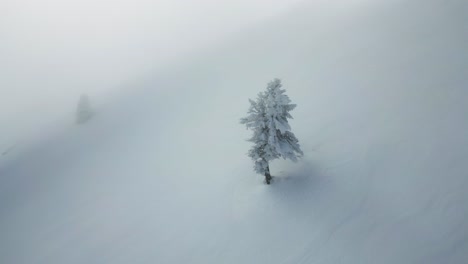 aerial orbit shot of a snow-covered tree on a mountain slope