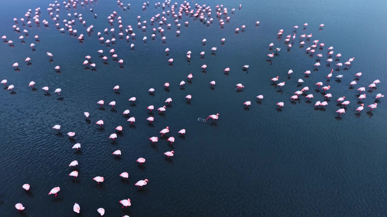 Flamingos gather in large numbers on water during a sunny day. Many flamingos gather on the surface of water under bright sunlight.