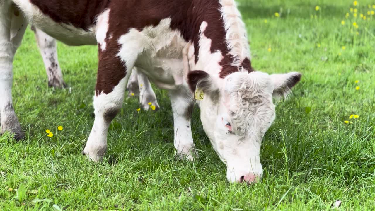 A Red and White Holstein Cow Eating Grass Close Up