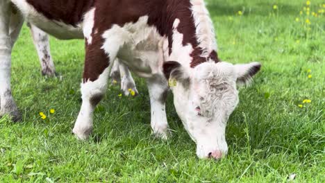 a red and white holstein cow eating grass close up