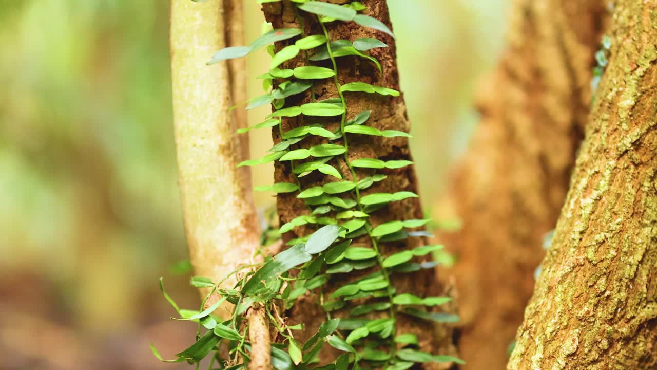 Close-up of vines climbing tree trunks in a lush, sunlit forest environment, highlighting natural growth patterns