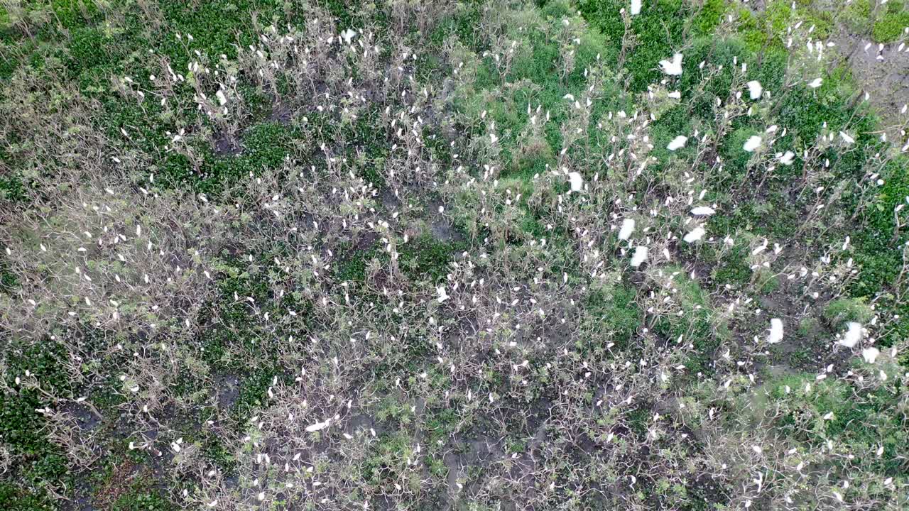 기숙사, 새, 야생 동물에 있는 왜가리 무리의 드론 보기