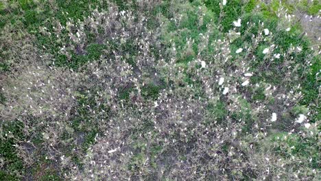 vista de drones de bandadas de garzas en dormitorios, pájaros, animales salvajes
