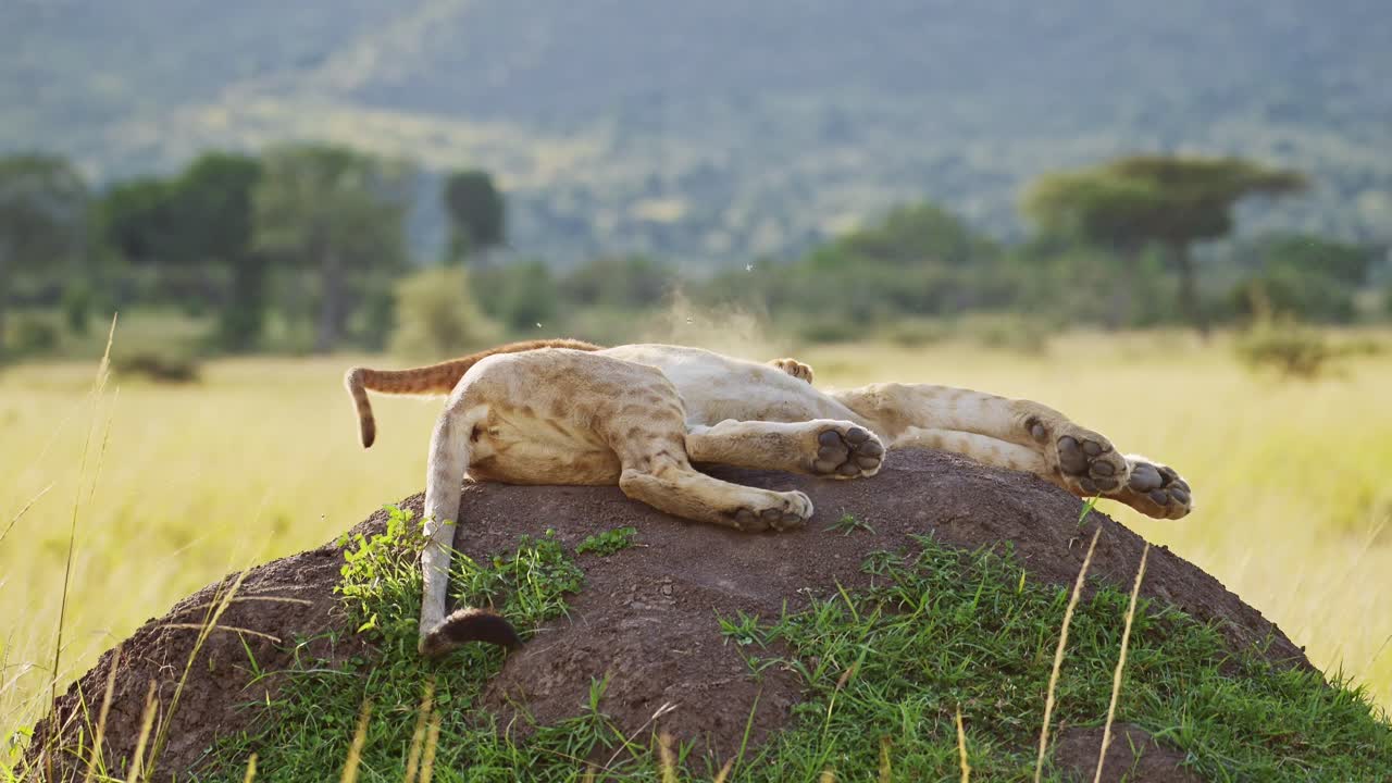 animales bebés divertidos, león cachorro lindo jugando con la leona en áfrica en maasai mara, kenia, saltando y saltando sobre la madre en el montículo de termitas en el safari de vida silvestre africano en masai mara